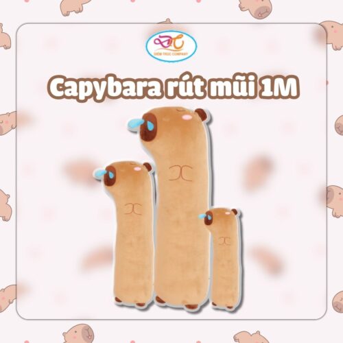 Capybara rút mũi 1m